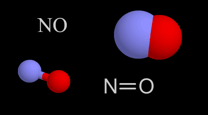 Nitric Oxide Pathway